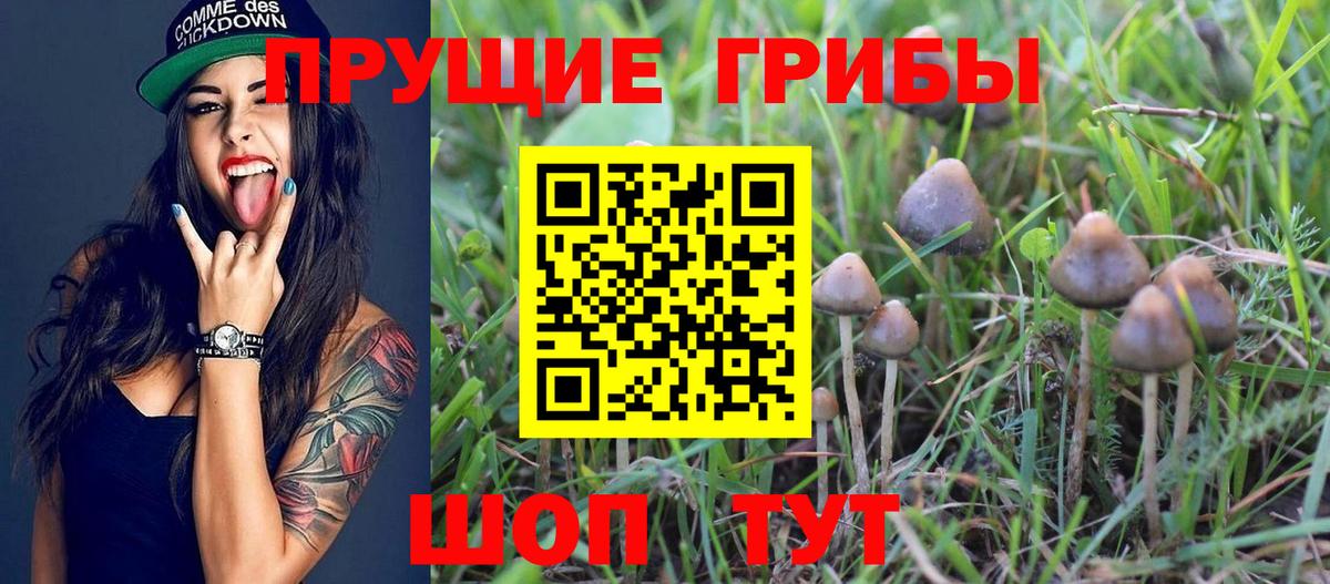 Галлюциногенные грибы Psilocybine cubensis Ангарск
